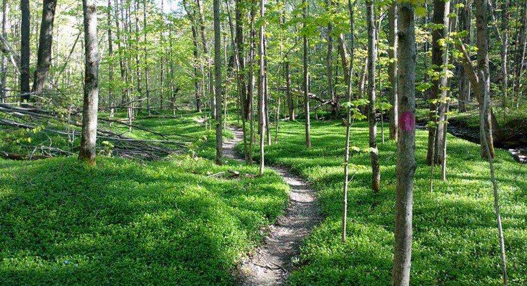 Hiking trail in the woods.