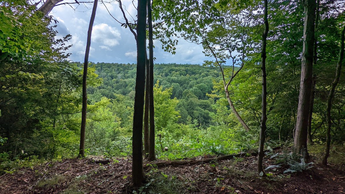 Hiking trail in the woods.