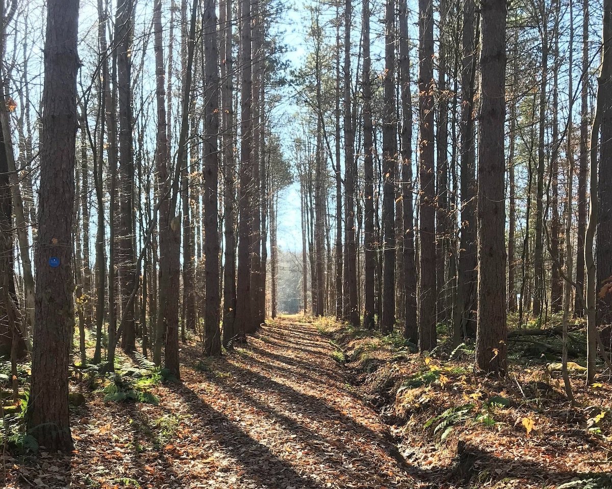 Trail in the woods.